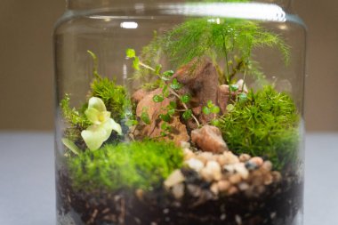 Farklı bitkilerle dolu bir Floraryum. Ev dekorasyonu