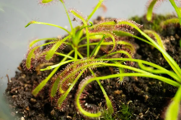 Florarium met verschillende soorten planten. Huisdecoratie — Stockfoto