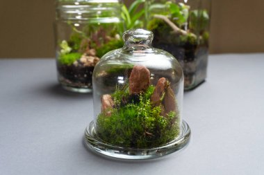 Farklı bitkilerle dolu bir Floraryum. Ev dekorasyonu