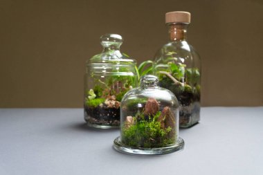 Farklı bitkilerle dolu bir Floraryum. Ev dekorasyonu