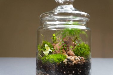 Farklı bitkilerle dolu bir Floraryum. Ev dekorasyonu