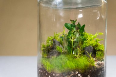 Farklı bitkilerle dolu bir Floraryum. Ev dekorasyonu