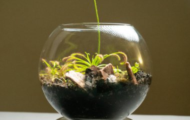 Farklı bitkilerle dolu bir Floraryum. Ev dekorasyonu