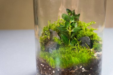 Farklı bitkilerle dolu bir Floraryum. Ev dekorasyonu