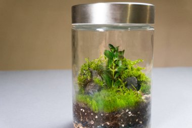 Farklı bitkilerle dolu bir Floraryum. Ev dekorasyonu