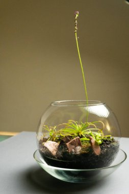 Farklı bitkilerle dolu bir Floraryum. Ev dekorasyonu