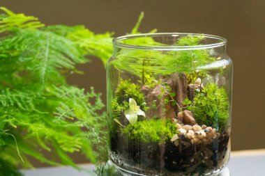 Farklı bitkilerle dolu bir Floraryum. Ev dekorasyonu