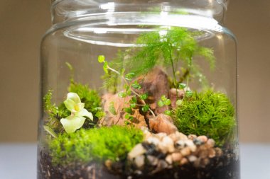 Farklı bitkilerle dolu bir Floraryum. Ev dekorasyonu