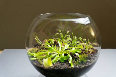 Farklı bitkilerle dolu bir Floraryum. Ev dekorasyonu