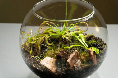 Farklı bitkilerle dolu bir Floraryum. Ev dekorasyonu