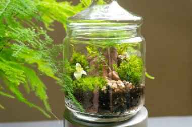 Farklı bitkilerle dolu bir Floraryum. Ev dekorasyonu