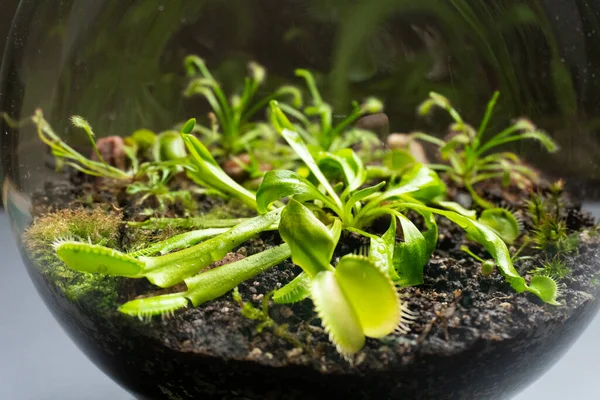 Florarium met verschillende soorten planten. Huisdecoratie — Stockfoto