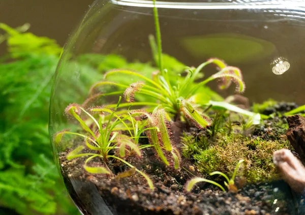 Florarium met verschillende soorten planten. Huisdecoratie — Stockfoto