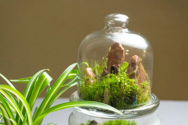 Florarium with different kinds of plants. Home decoration — 스톡 사진
