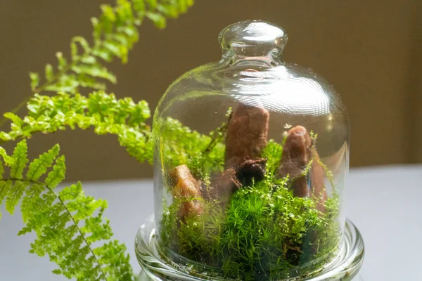 Florarium met verschillende soorten planten. Huisdecoratie — Stockfoto