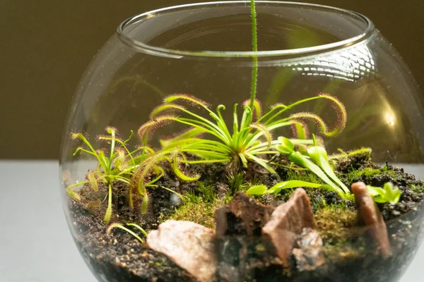 Florarium con diferentes tipos de plantas. Decoración del hogar — Foto de Stock