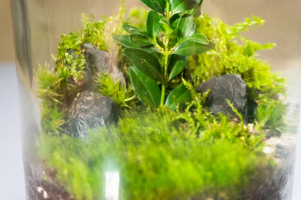 Florarium met verschillende soorten planten. Huisdecoratie Rechtenvrije Stockafbeeldingen