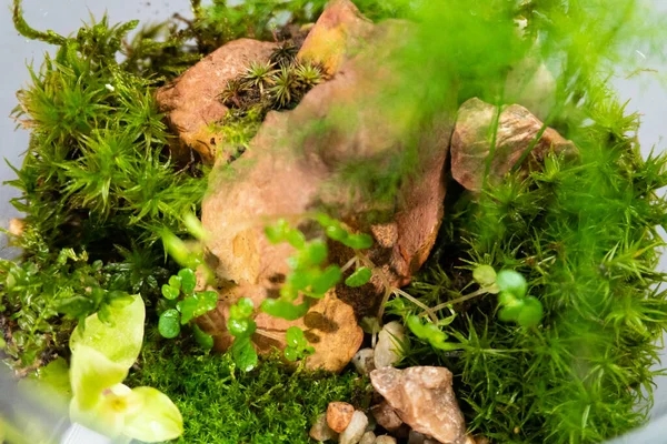 Florarium met verschillende soorten planten. Huisdecoratie Rechtenvrije Stockfoto's