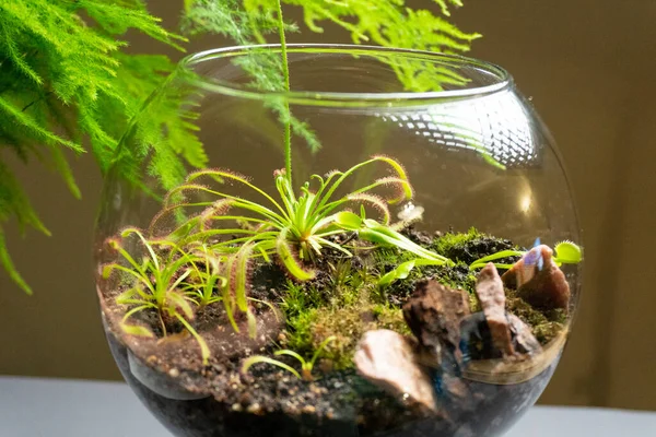 Florarium with different kinds of plants. Home decoration 스톡 사진