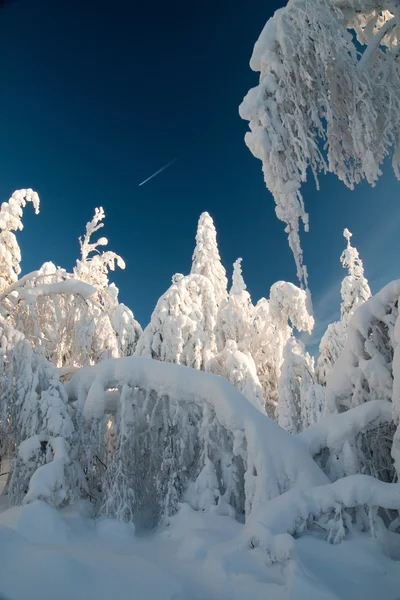 Winter Landscape — Stock Photo, Image