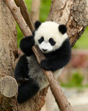 dev panda bebek ağaç üzerinde