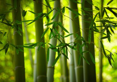 Bamboo forest background clipart