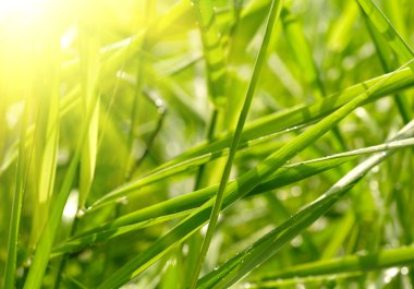 yeşil çimen gün batımı