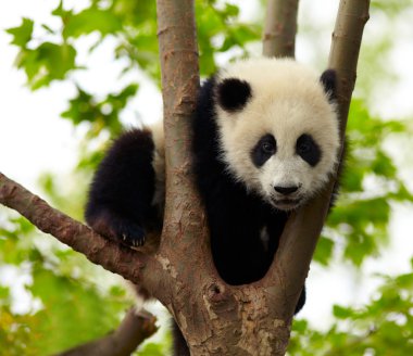 dev panda bebek ağaç üzerinde