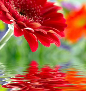 suya yansıyan kırmızı papatya gerbera closeup