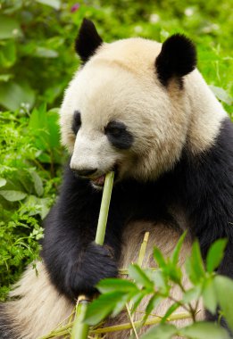 Giant panda eating bamboo clipart