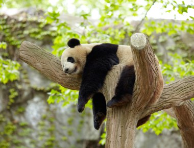 Sleeping giant panda baby clipart