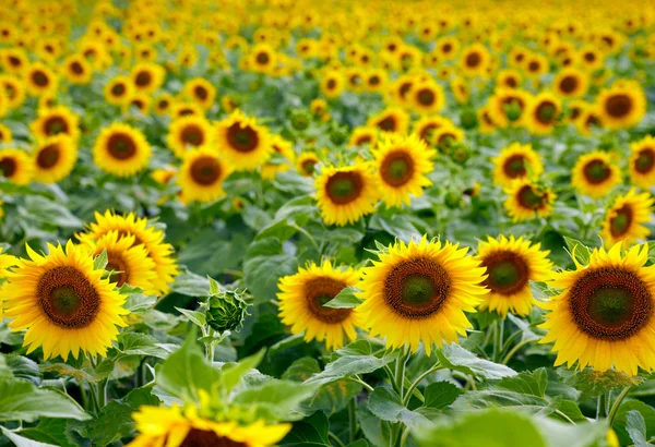 Girasoles — Foto de Stock