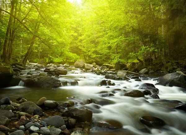 Ormandaki Dağ Nehri