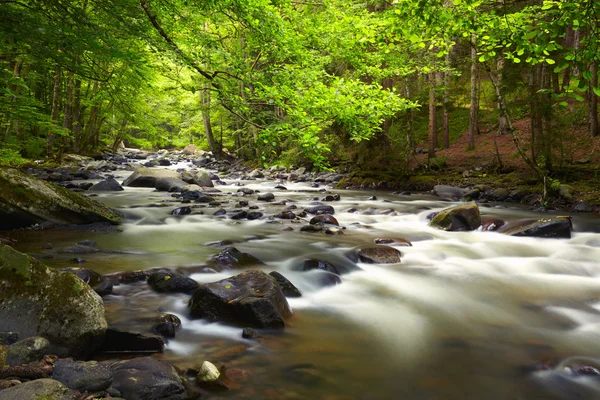 Gebirgsfluss im Wald — Stockfoto