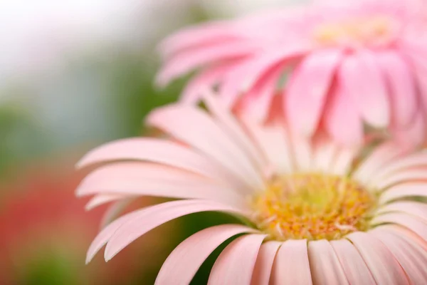 Fecho de dois rosa daisy-gerbera. DOF superficial — Fotografia de Stock