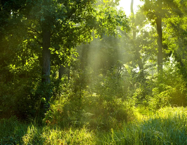 Ochtend zomer bos — Stockfoto