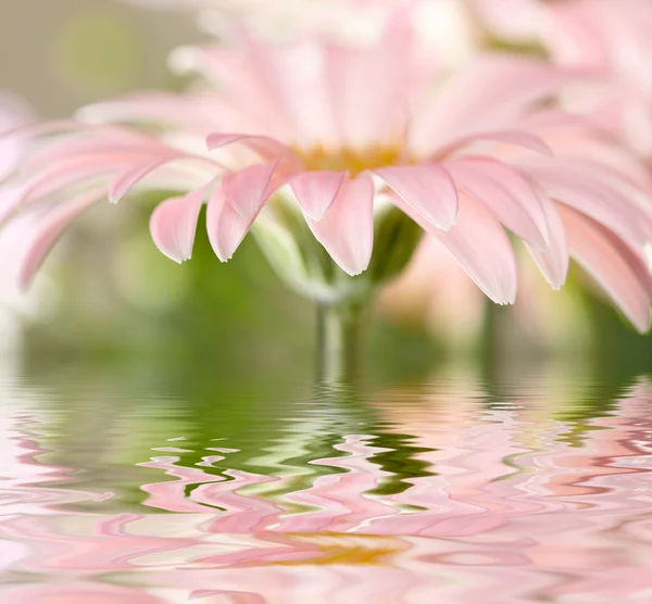 Margherita-gerbera rosa con attenzione morbida riflessa nell'acqua — Foto Stock