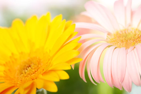 Closeup of two daisy-gerbera — Stock Photo, Image