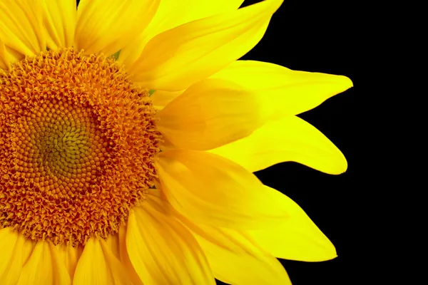 Part of sunflower on black background — Stock Photo, Image