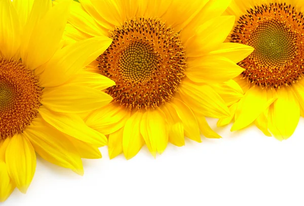 Part of sunflower on white background — Stock Photo, Image