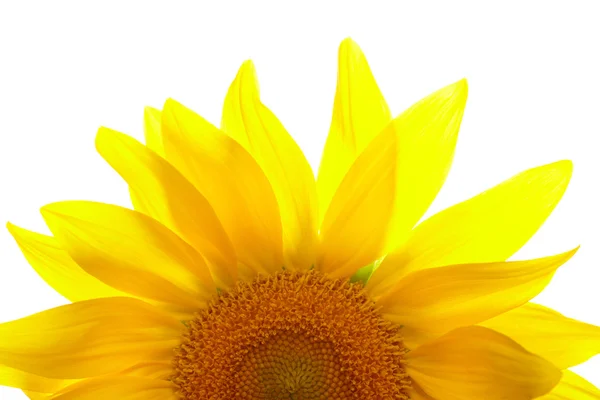 Part of sunflower on white background — Stock Photo, Image