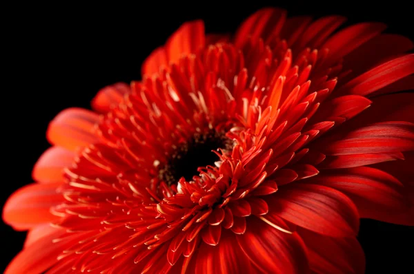 Margarita-gerbera roja sobre fondo negro — Foto de Stock