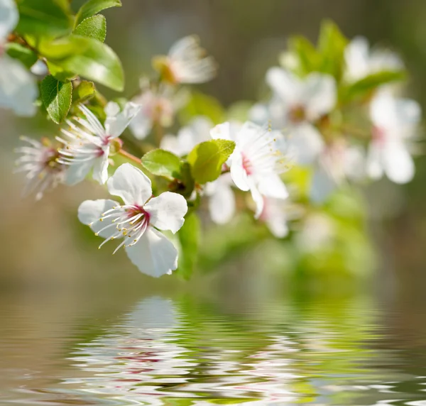 Весенние белые цветы — стоковое фото