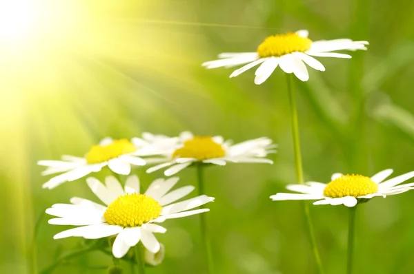 Camomile field — Stock Photo, Image