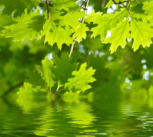 Folhas verdes refletindo na água — Fotografia de Stock