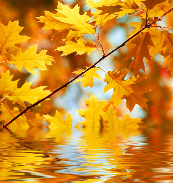 Autumn maple leaves background