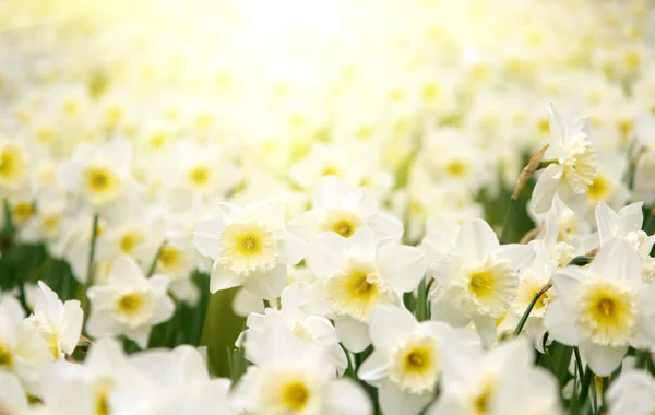 봄에 흰 꽃 — 스톡 사진