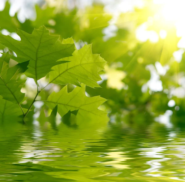 Folhas verdes refletindo na água — Fotografia de Stock