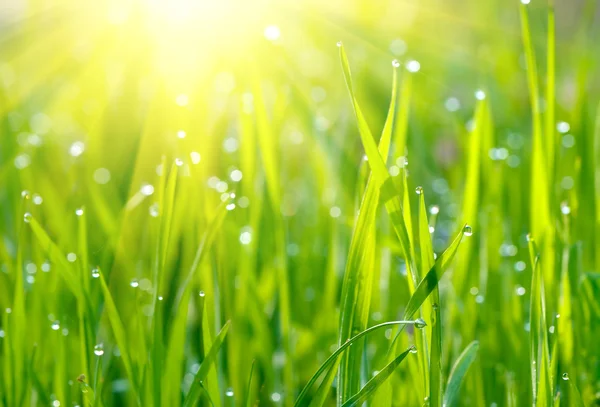 Groen gras zonsopgang — Stockfoto