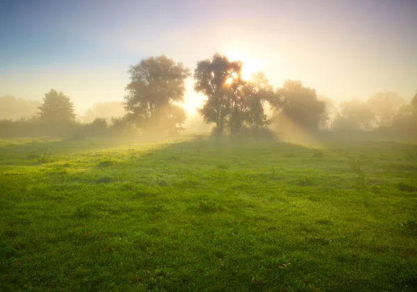 Foggy meadow at sunrise — Stock Photo, Image